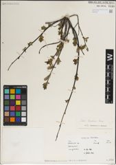 Foto von Salix karelinii Turcz. ex Stschegl.